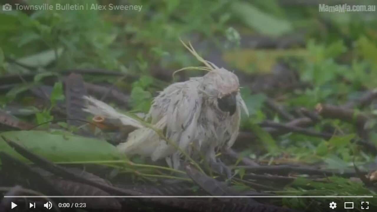 debbie the Cockatoo