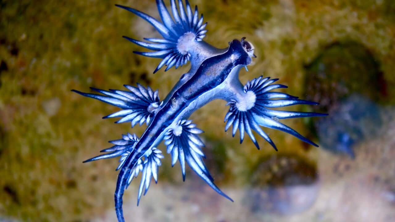 Blue dragon sea slug or glaucus atlanticus