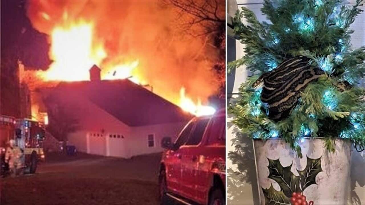 US homeowner tries to smoke out snakes, burns down house. In Australia, pythons make great Christmas tree decorations.