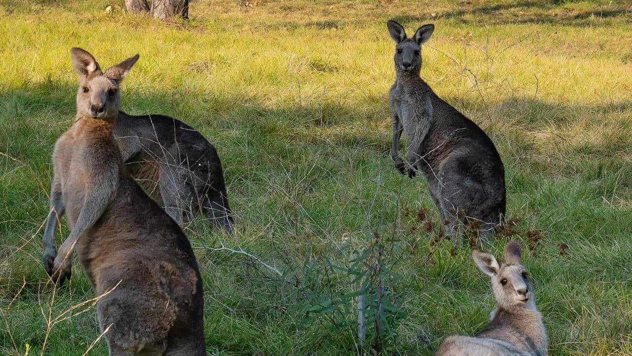 Kangaroos grazing in a field in Canberra, ACT.