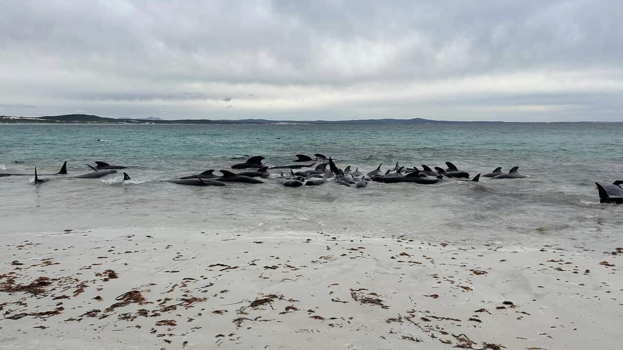 WA WHALE STRANDING
