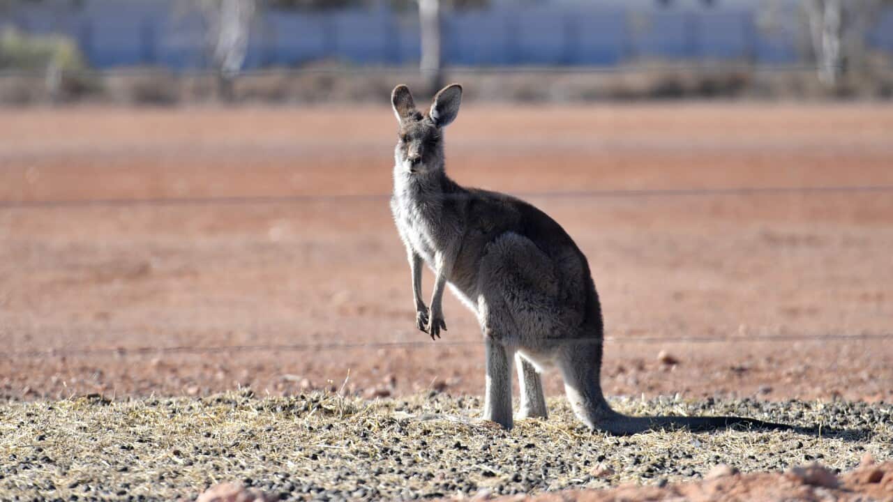 A kangaroo in standing and looking at the camera