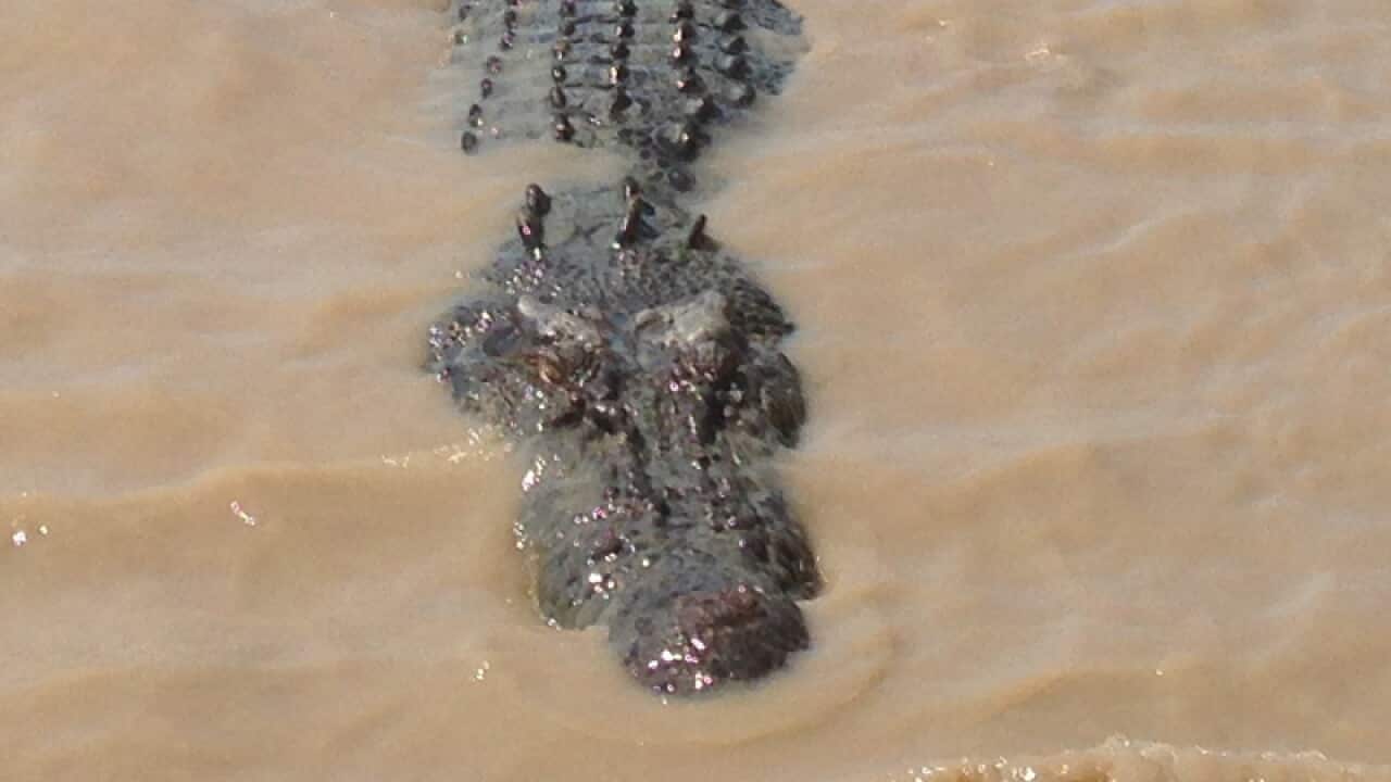 A crocodile seen in the Northern Territory