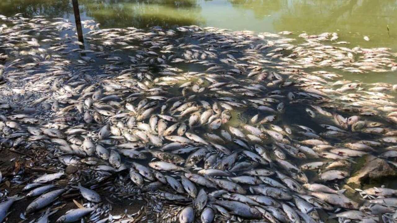 Dead fish in the Darling River