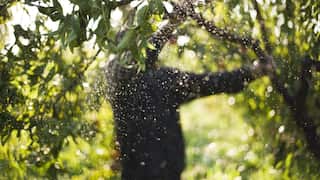 A person shaking a tree