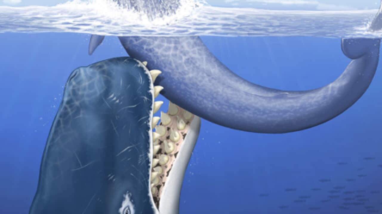 whale_fossil_b_100702_ap_Nature)_844911933