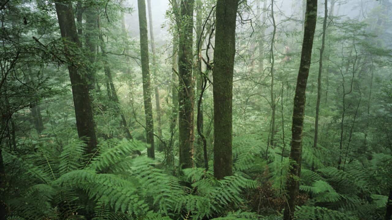 generic_rainforest_130402_aap_l_1418679548