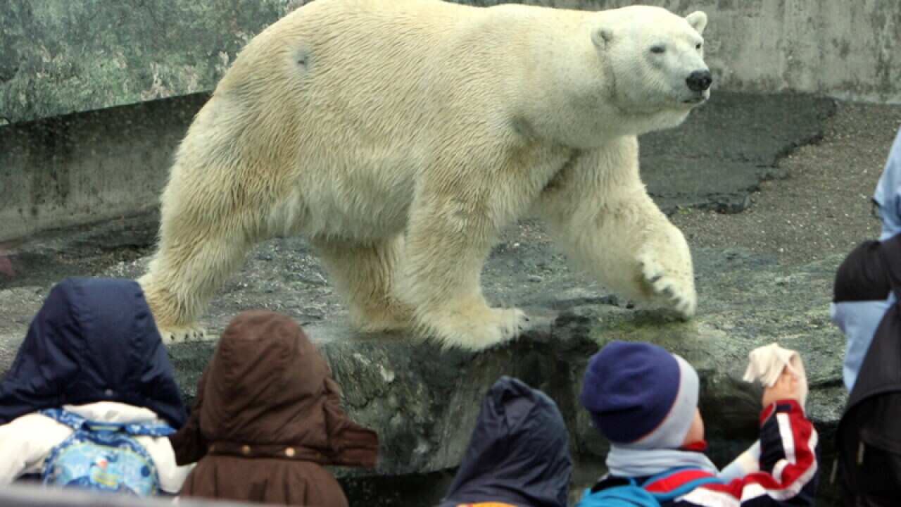 Anton the polar bear at The Wilhelma zoo in Stuttgart