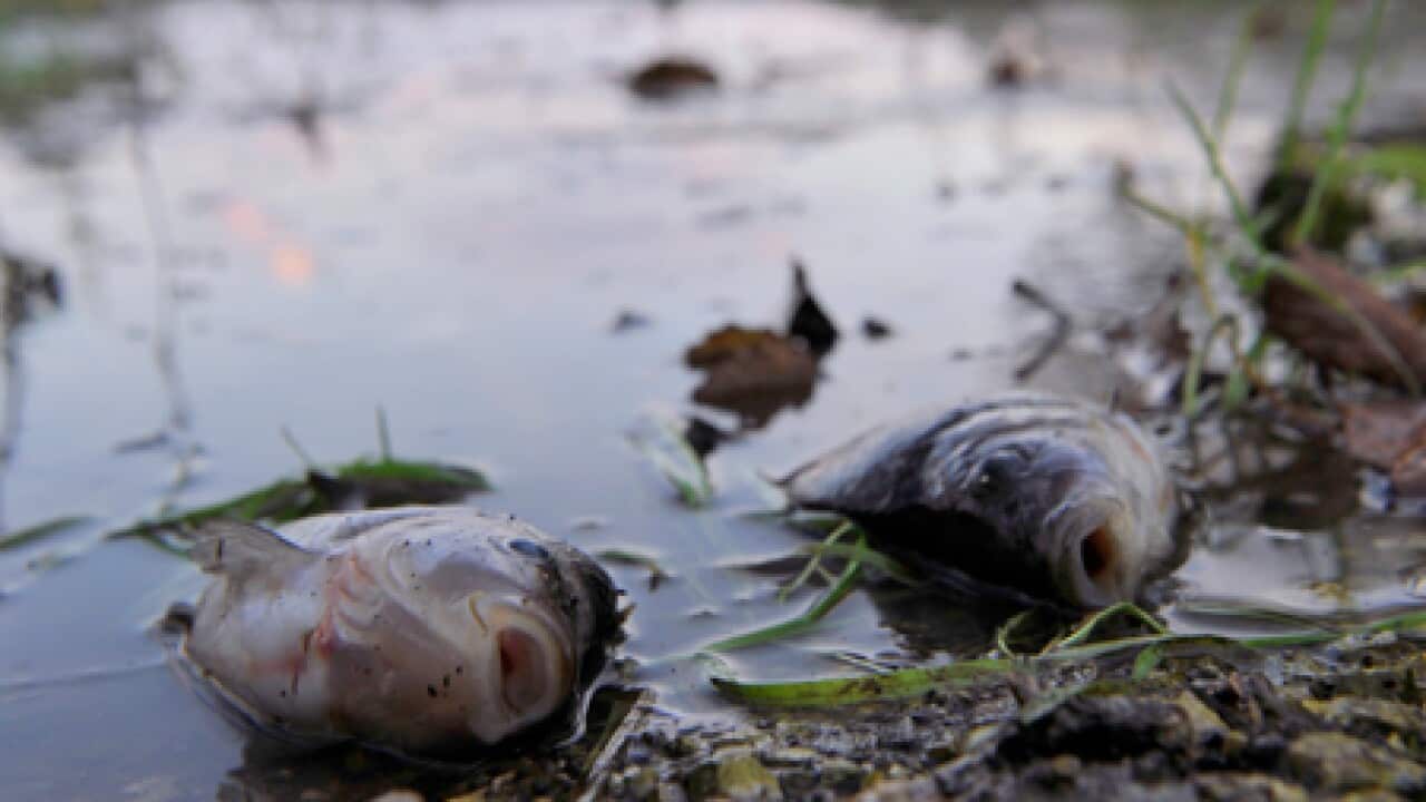 hungary_sludge_fish_101008_b_ap_1859701871