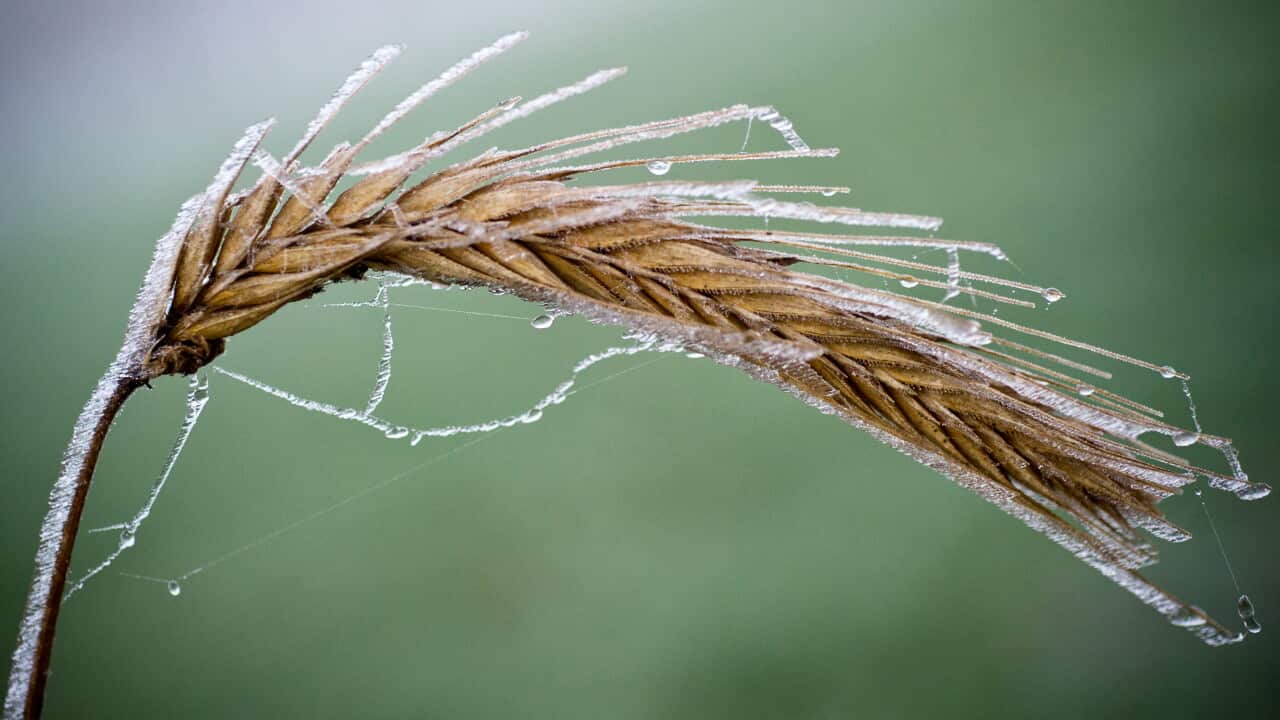 frost on crop, close up