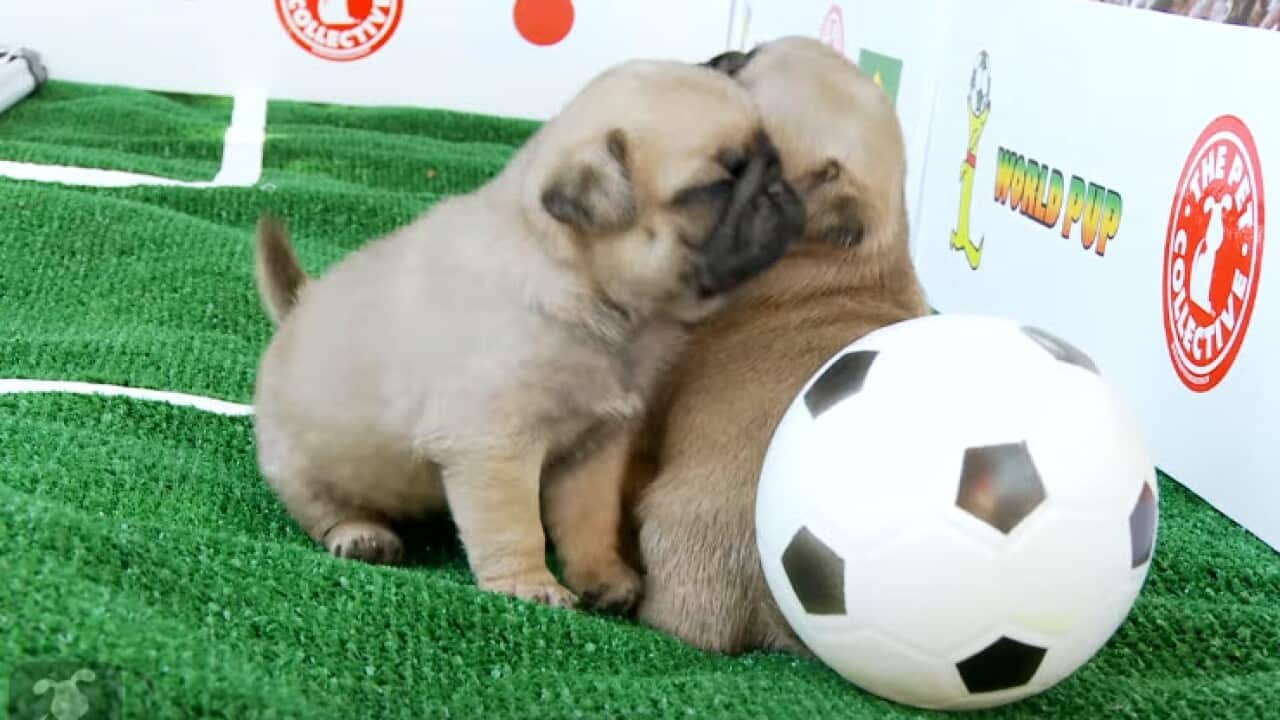 Puppy Cup