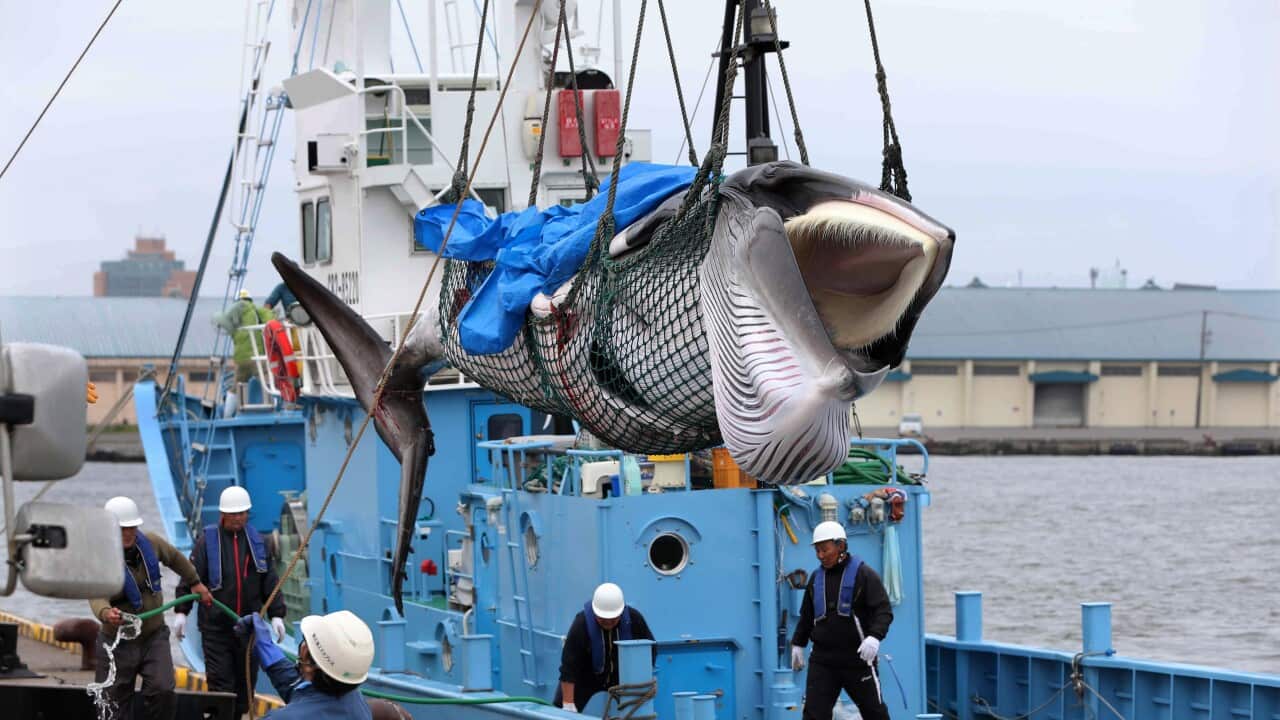 A minke whale is lifted off a boat after it was caught on the first day after the resumption of commercial whaling in Japan.