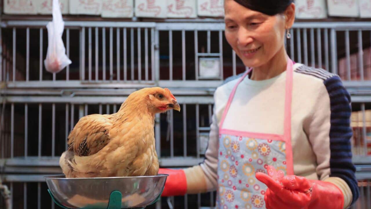 A poultry seller with a live chicken at a wet market in Kowloon City, Hong Kong.