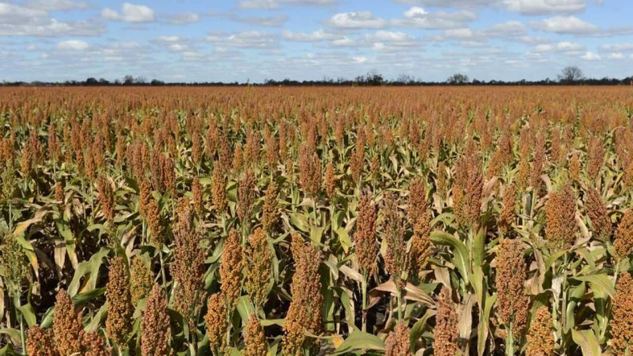 A field of sorghum is seen near Dalby, west of Brisbane.