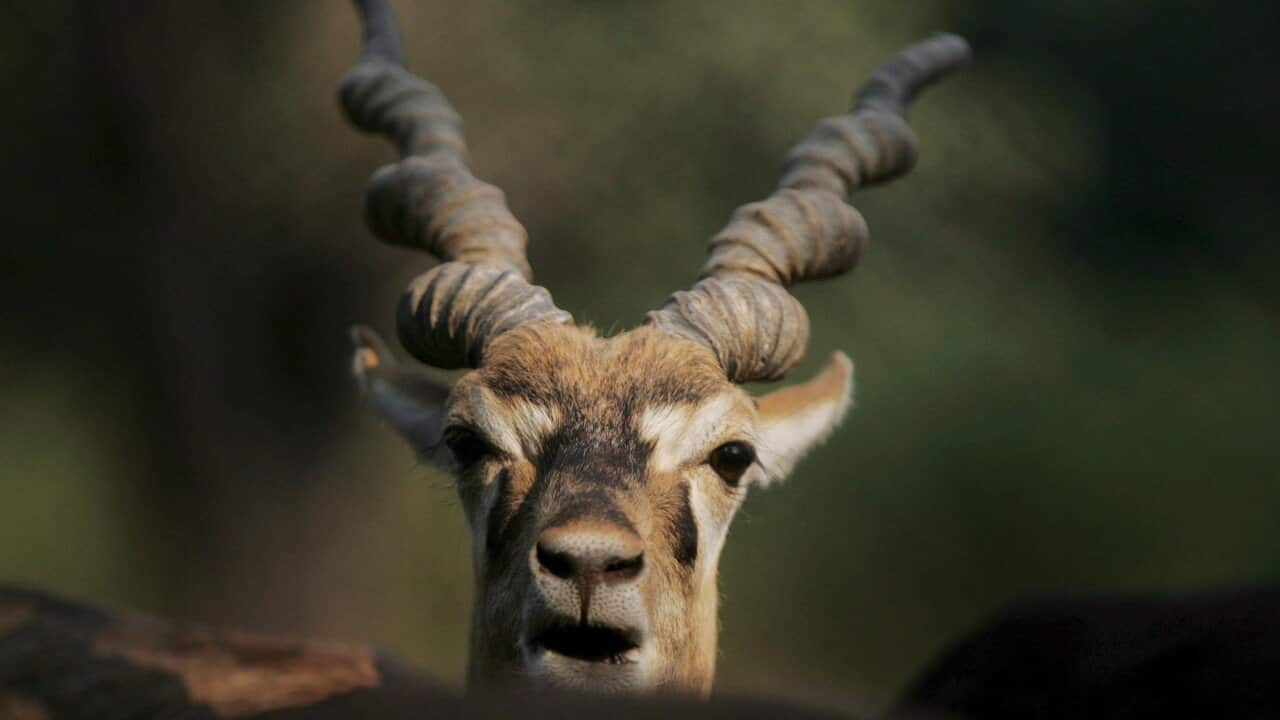 A blackbuck at its enclosure at national zoological park in New Delhi, India, 02 November 2008.