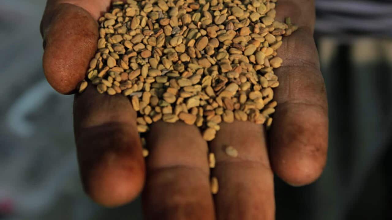 fenugreek_seeds_B_110701_aap_1600852299