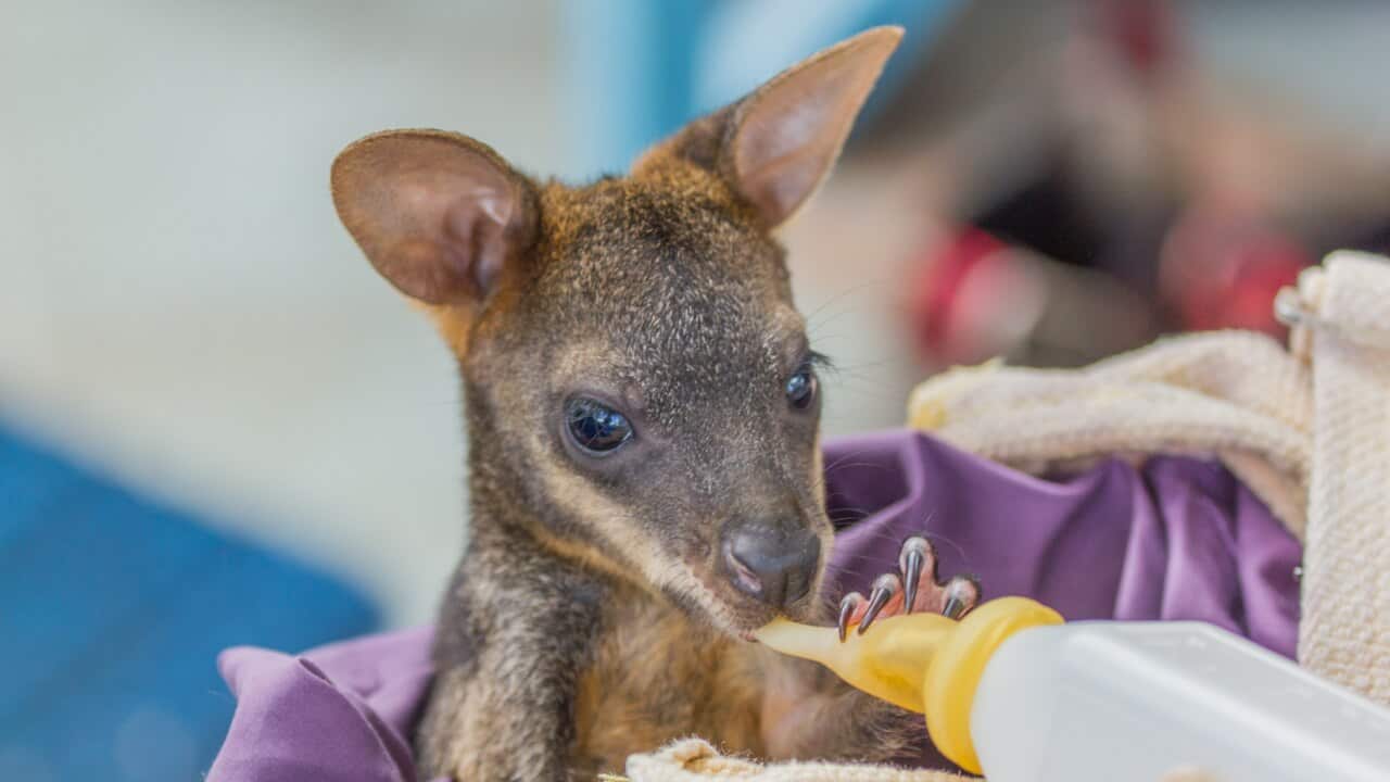 A swamp wallaby being rehabilitated by a wildlife carer.