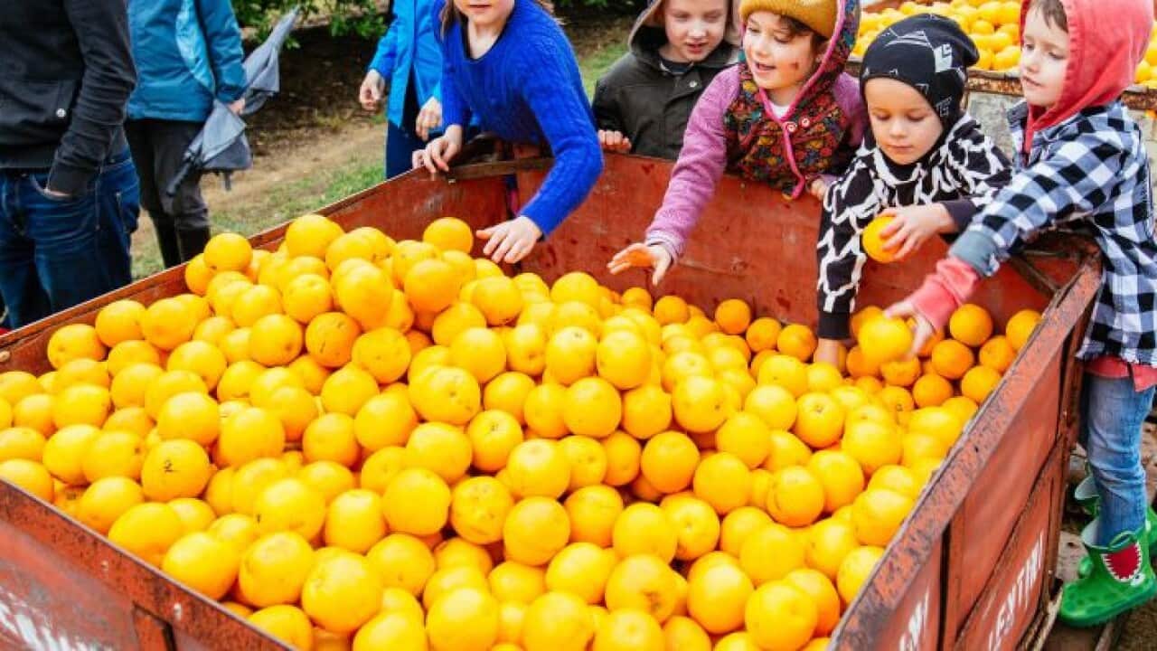 Children enjoy a free day out on a local working citrus farm.