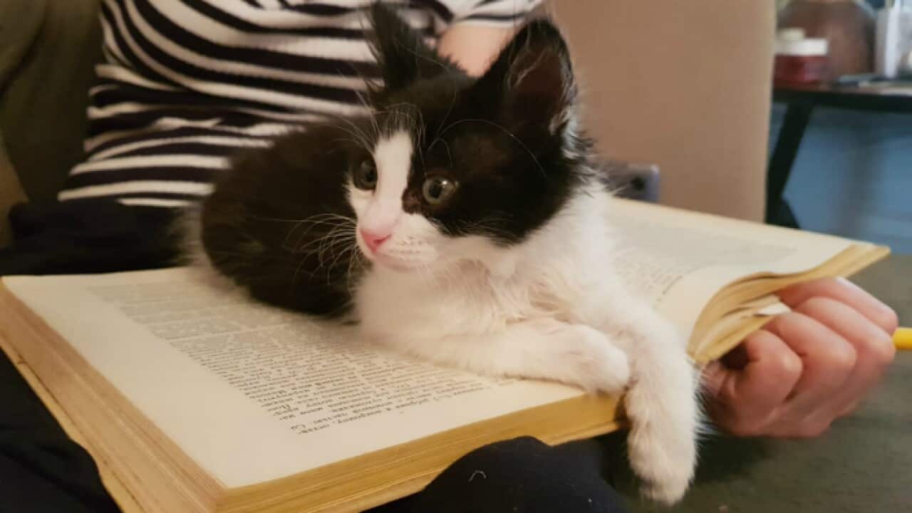 Cute Kittens