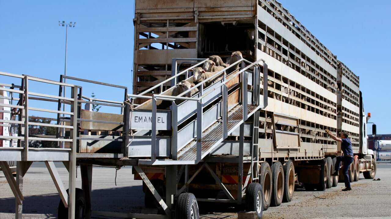 A temporary ban on exporting live sheep from Australia to the Middle East ends this week.