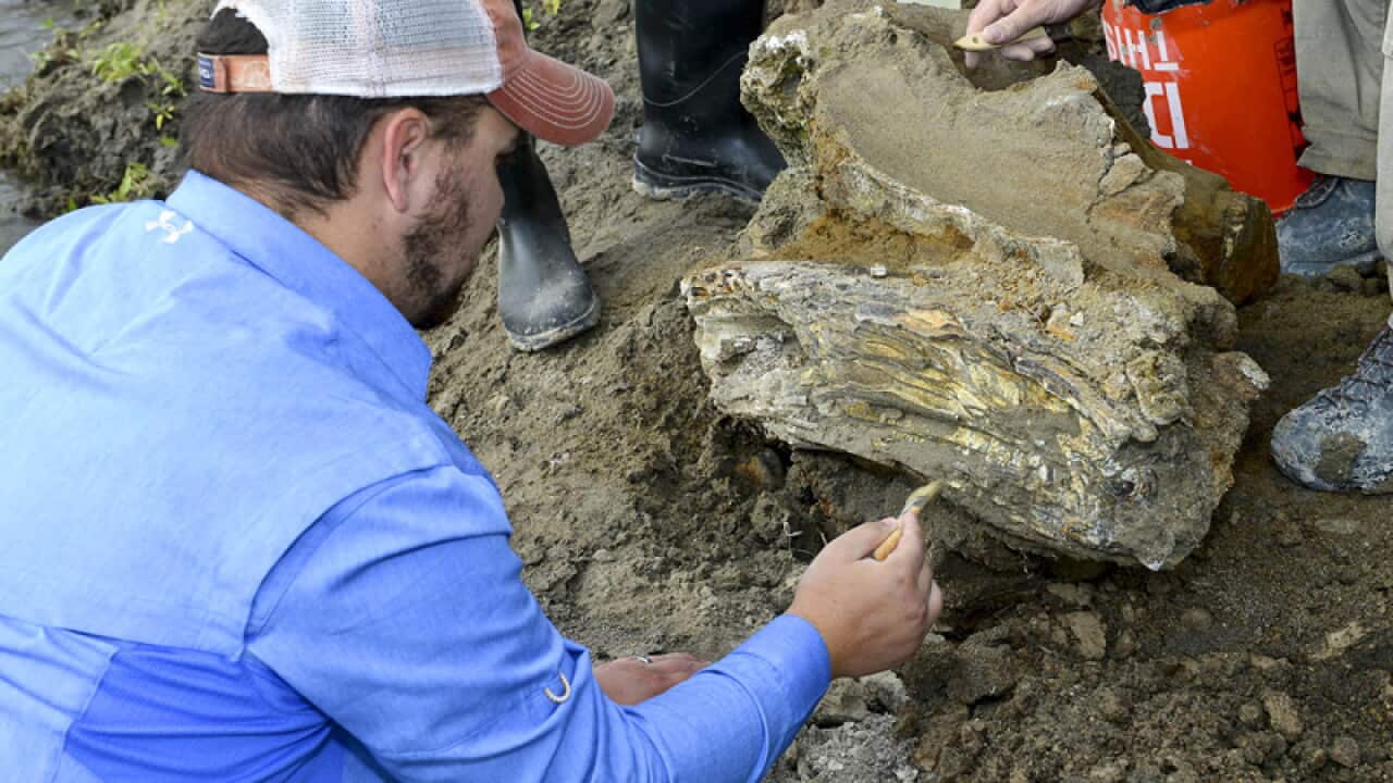 Geology student Travis Helm brushes and cleans a mammoth skull, Idaho