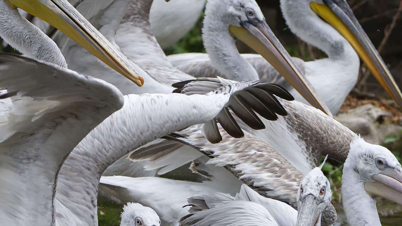 The zoo has euthanized its flock of 20 Dalmatian pelicans