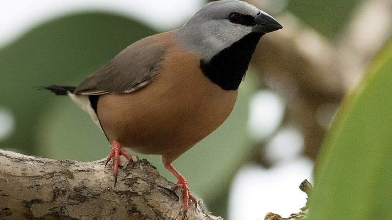 Southern black-throated finch