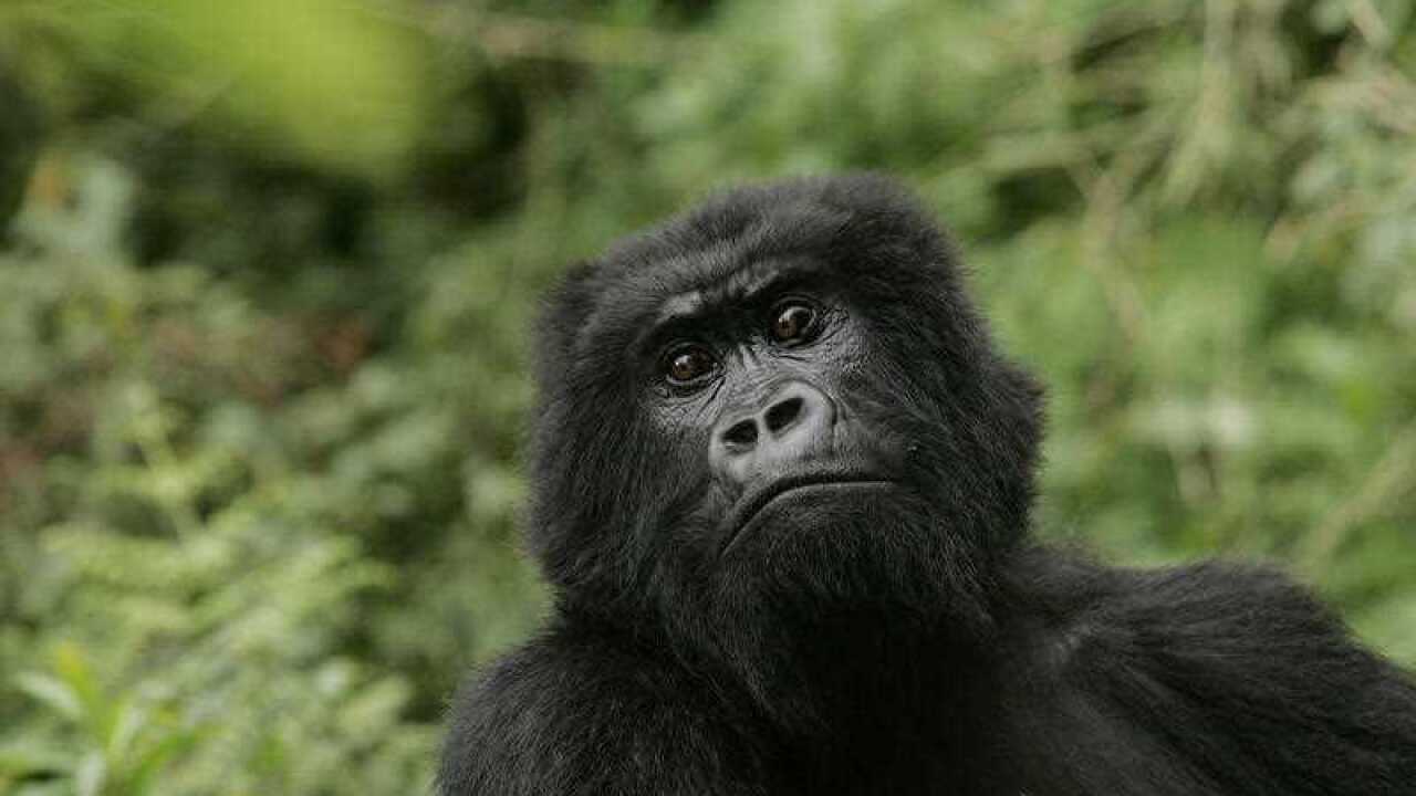 The eastern gorilla has been listed as critically endangered, making four of the six great ape species only one step away from extinction