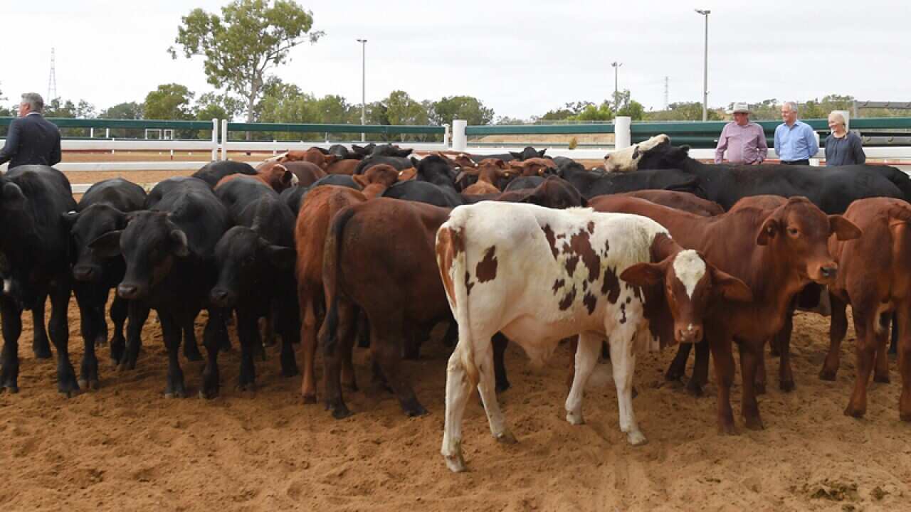 Prime Minister Malcolm Turnbull tours a cattle station in Rockhampton
