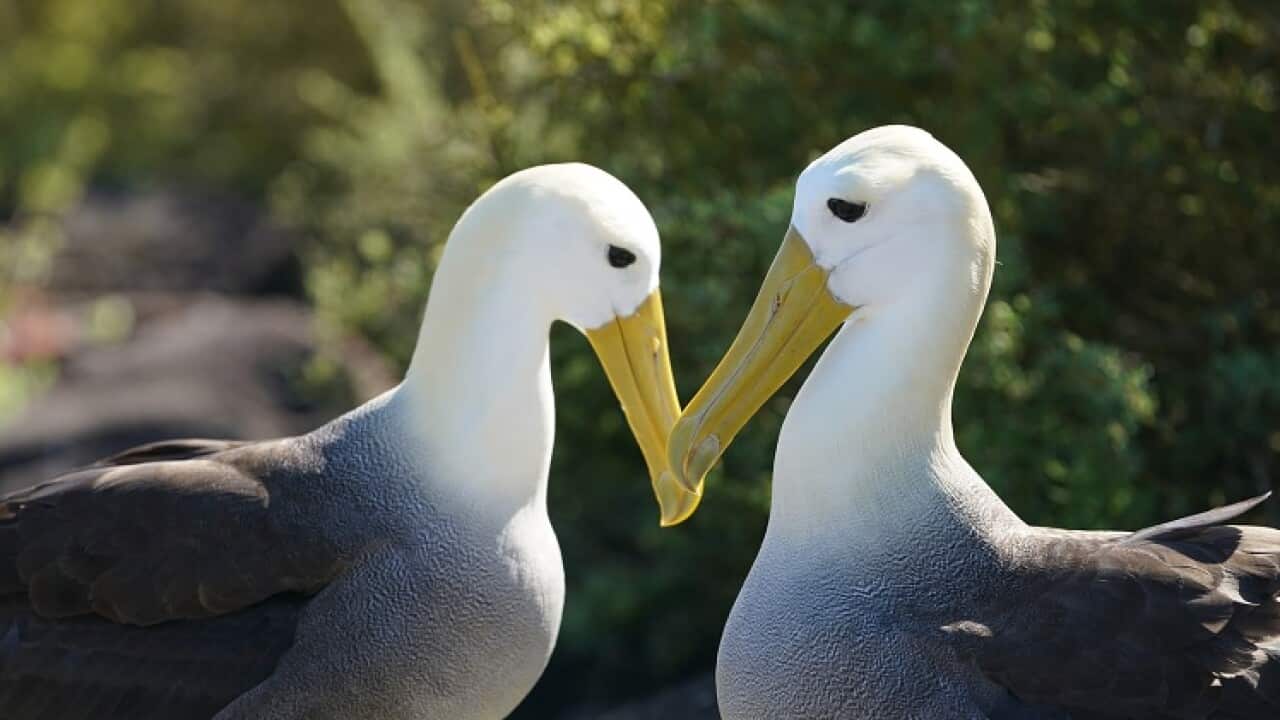 albatros klimawandel vögel meer
