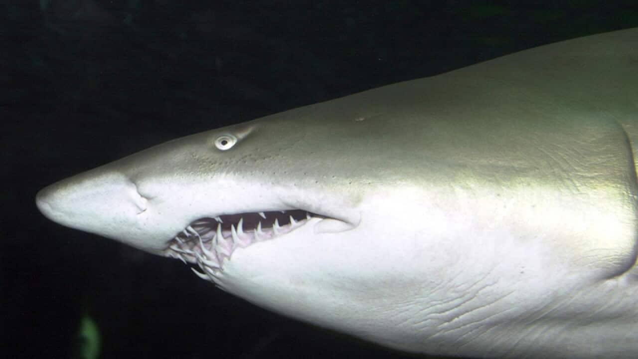A grey nurse shark.
