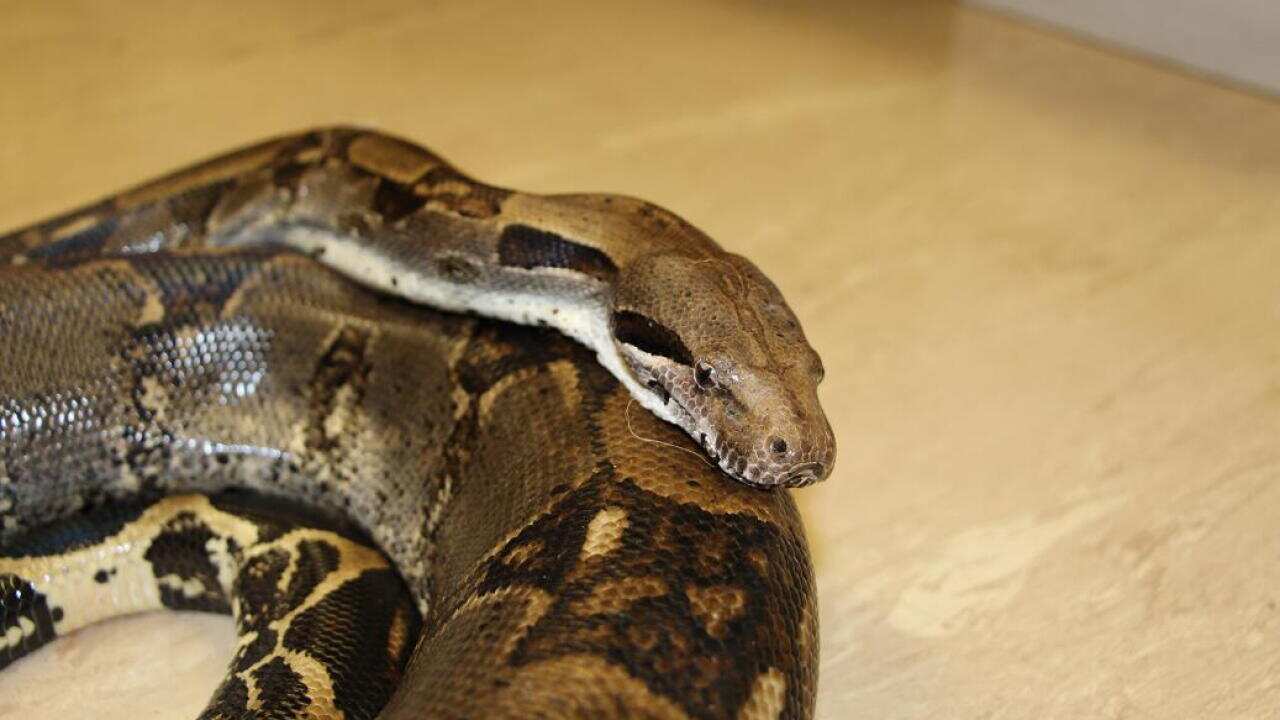 (AAP Image/Biosecurity Queensland)