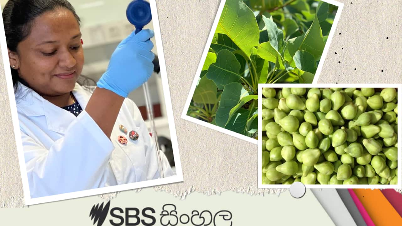 Sri Lankan researcher Hansi Alwis speaks to SBS Sinhala on her Kakadu plum plant anti-cancer research