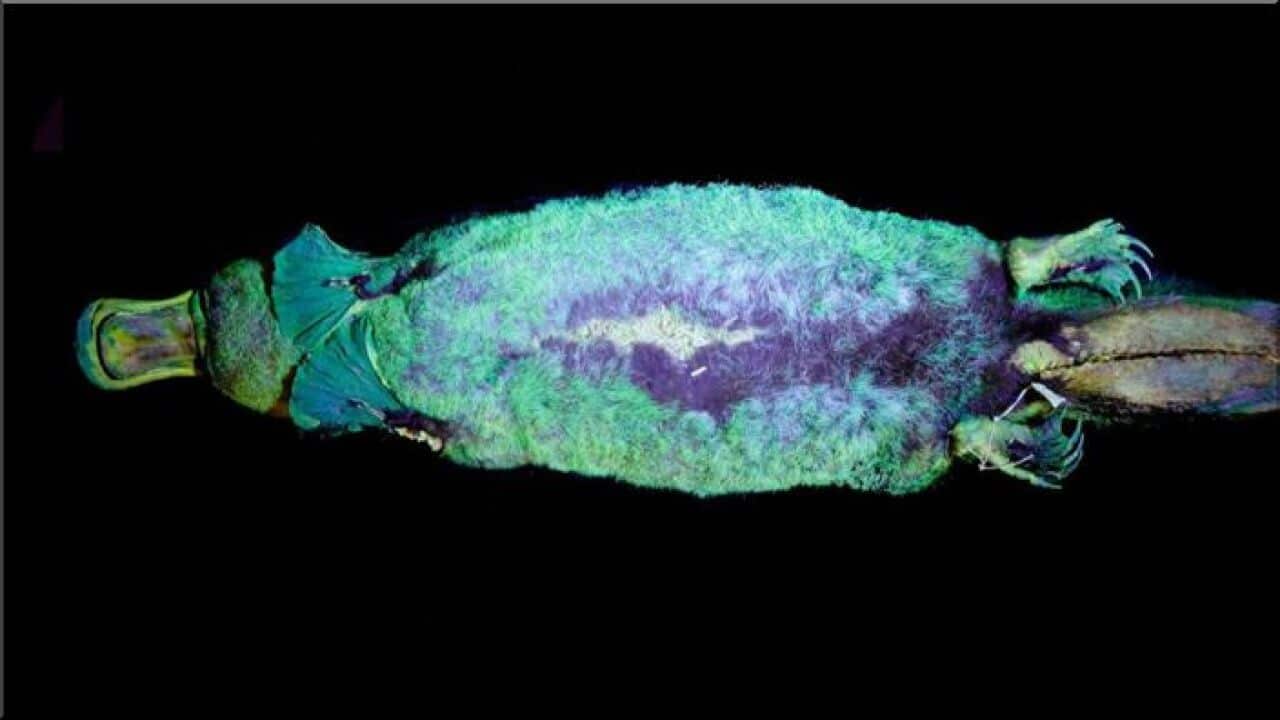 Taxidermist platypus glow in the dark when exposed to UV light.