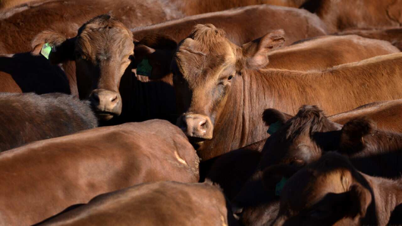 Live cattle quotas up to Indonesia: Rudd