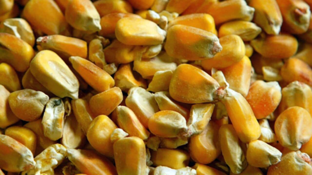 GM_maize_L_100318_aap_1844367759