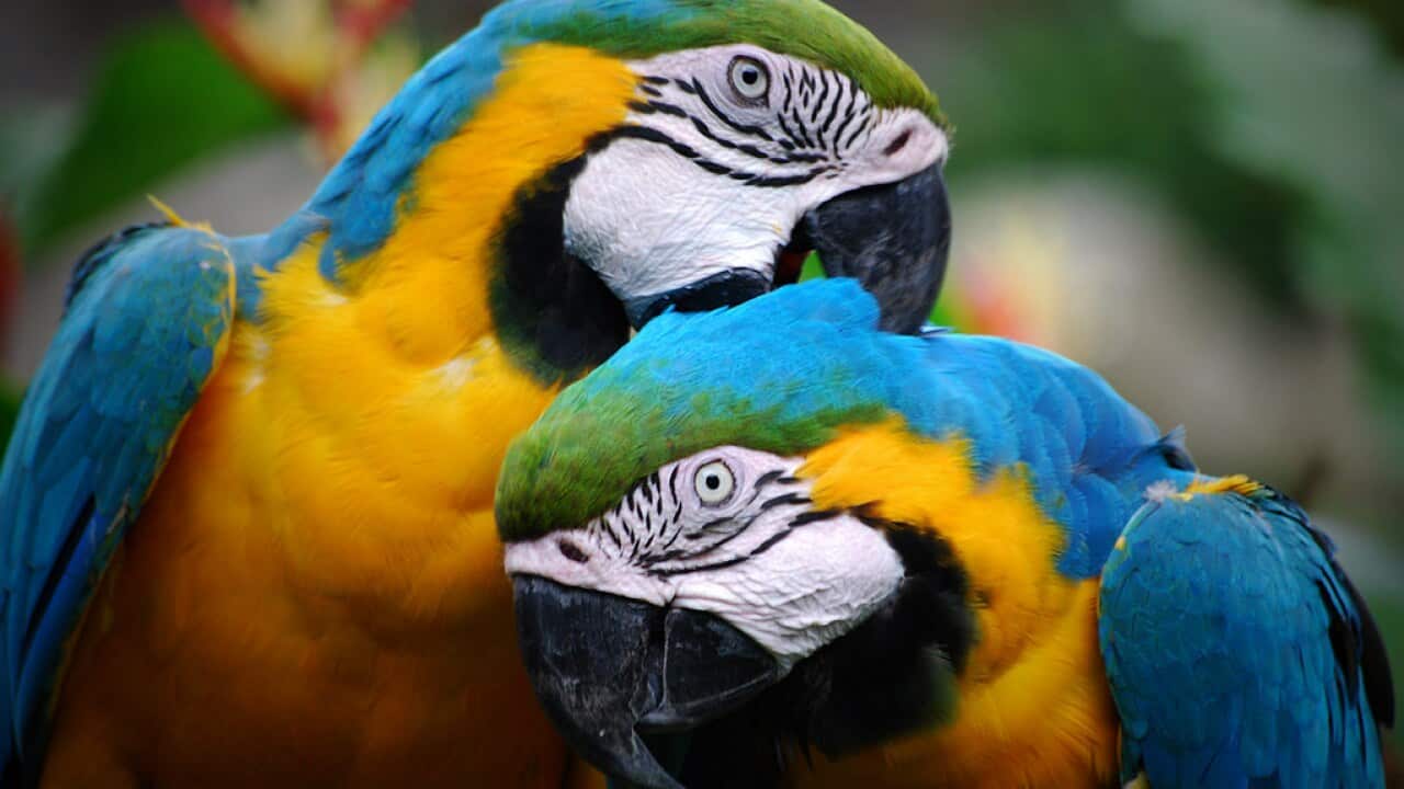Colorful Parrots Couple