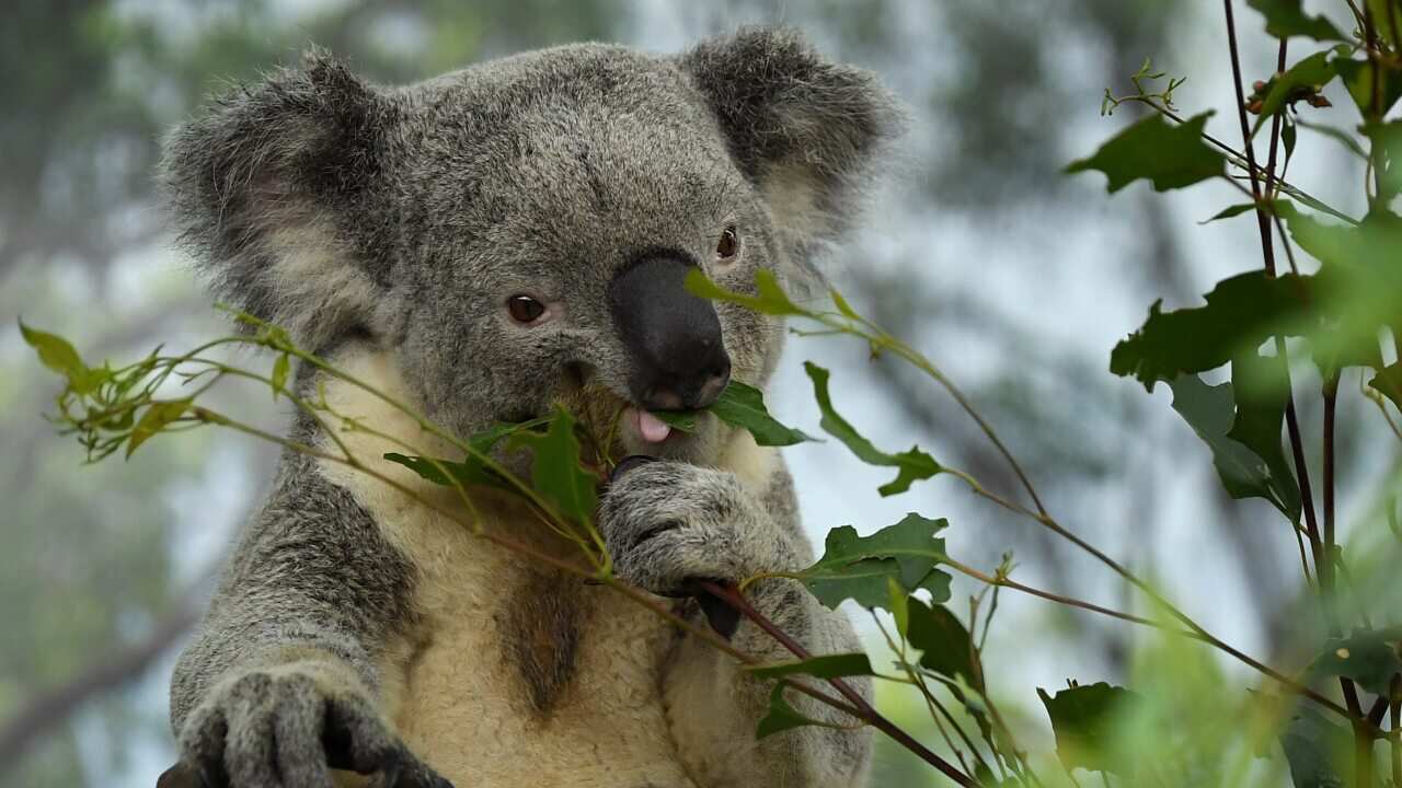 Male koala Alfie eats leaves at WILD LIFE Sydney Zoo in Sydney, Wednesday, July 8, 2020. (AAP Image/Joel Carrett) NO ARCHIVING
