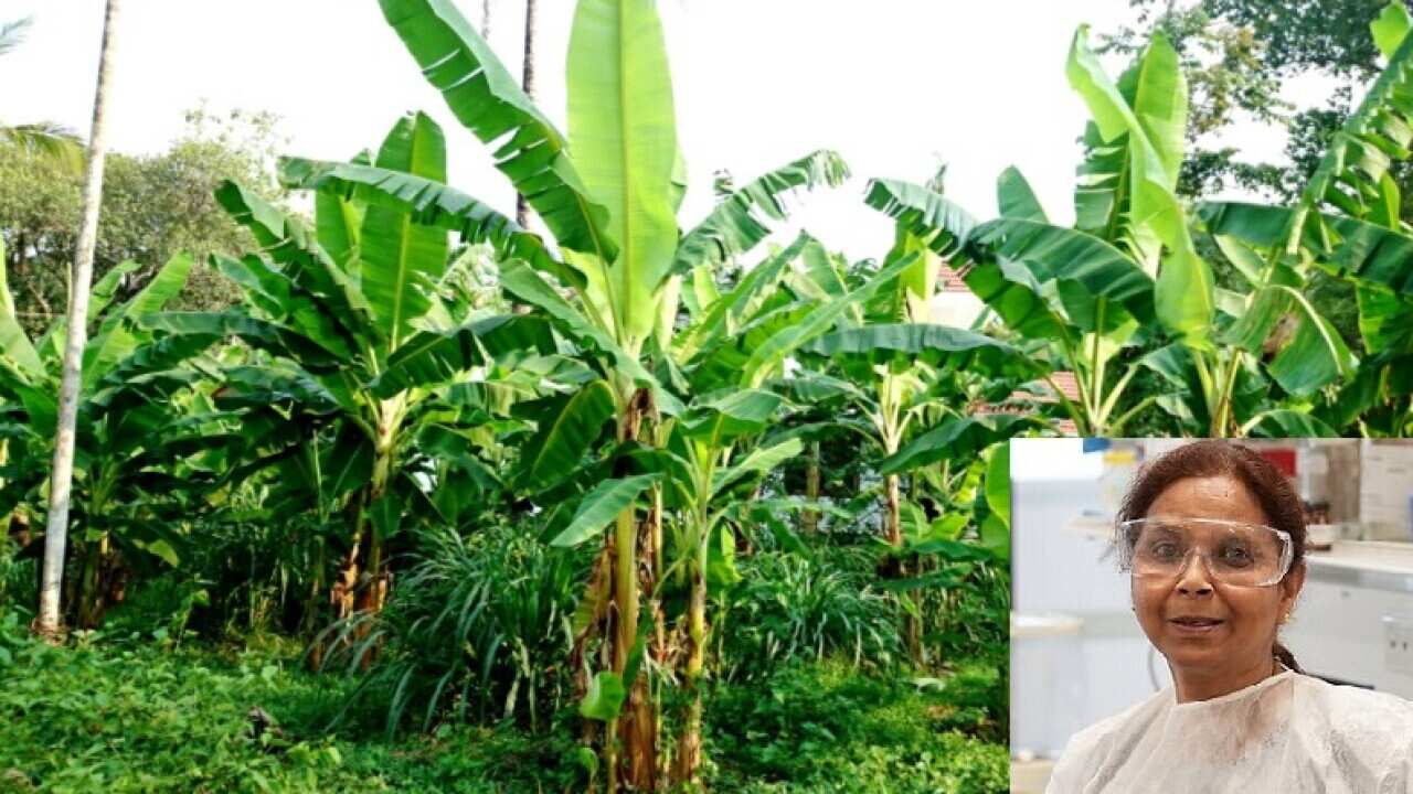 banana plastic bag