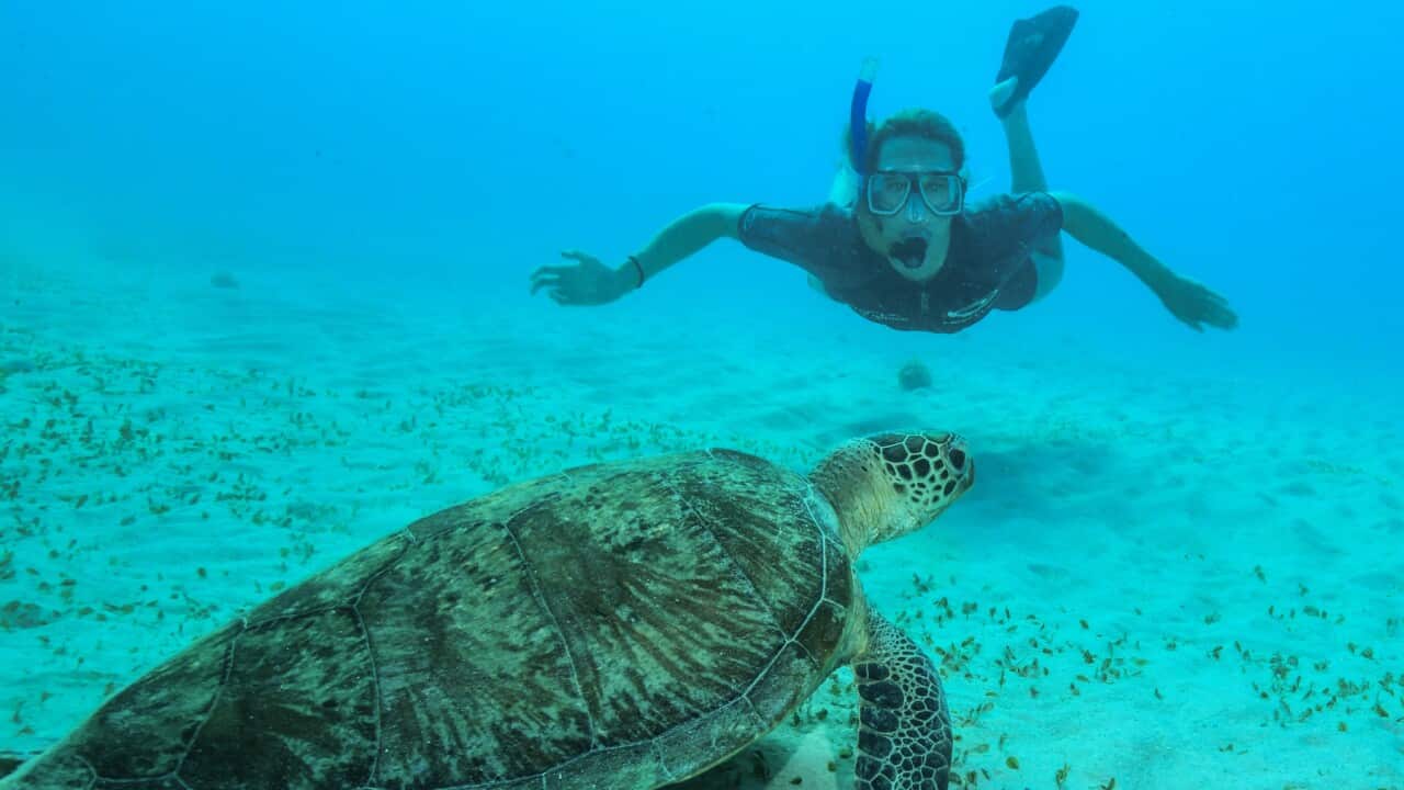 Australian swimmer Emily McKeon snorkeling on the Great Barrier Reef, off Cairns.