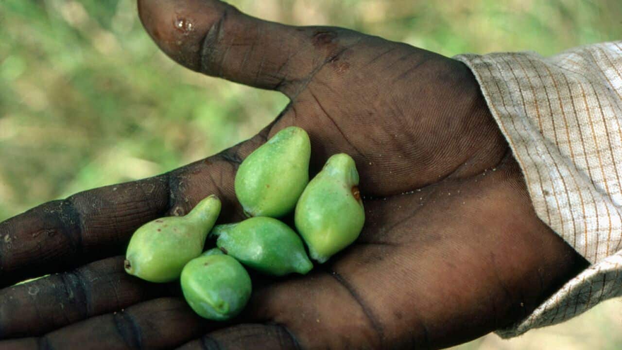 Kakadu or Billy goat plum, Terminalia ferdinandiana