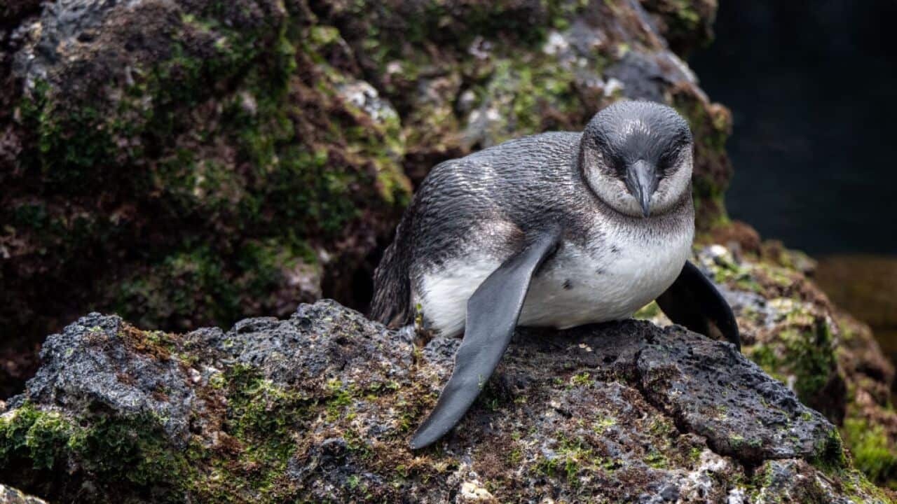 A Galapagos penguin on Isabela island in 2019 in Galapagos Islands, Ecuador.