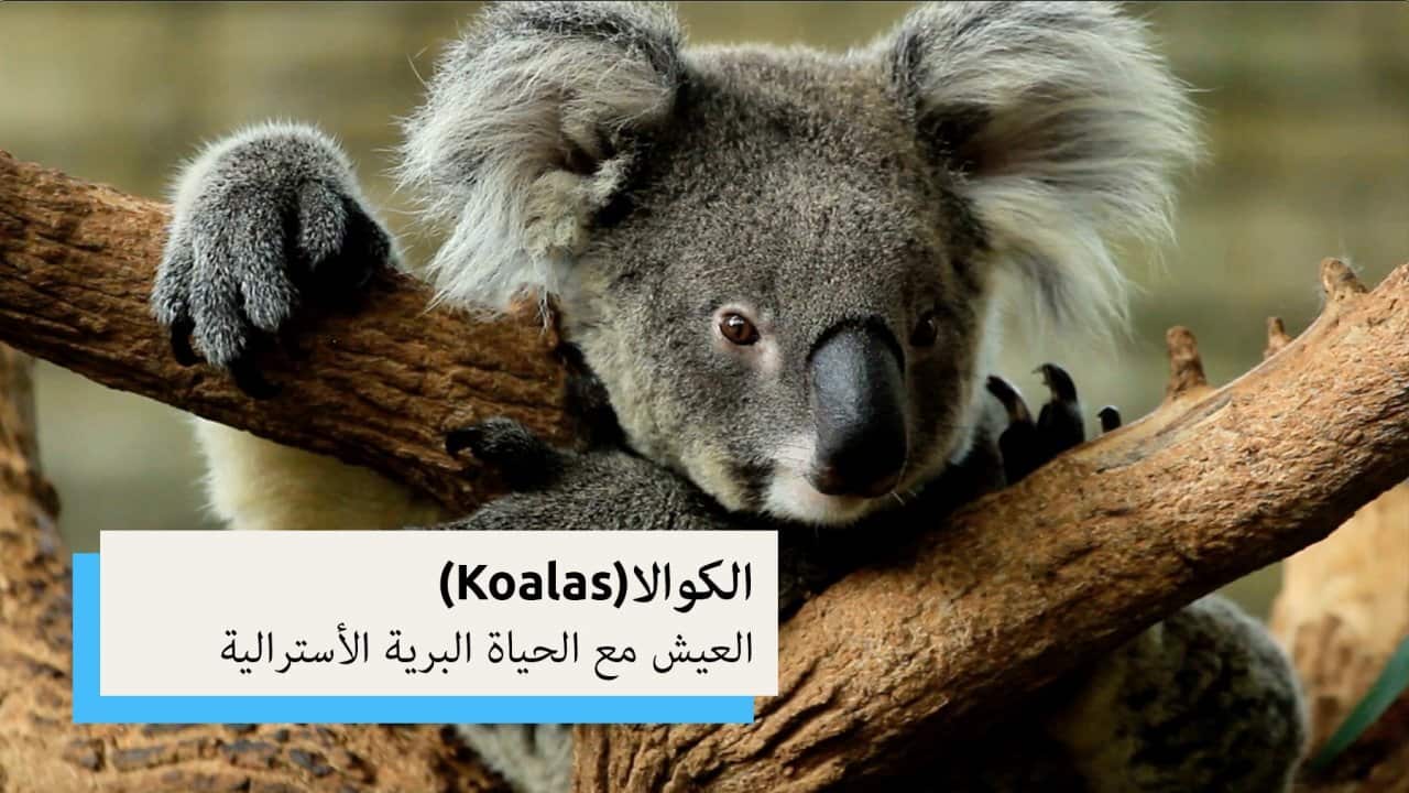 Koalas | Living with Aussie Wildlife (Arabic)