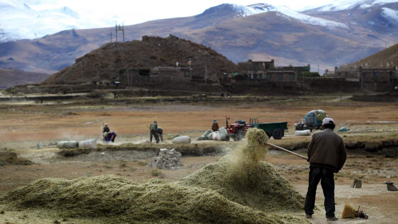 Tibetan farmers harvest highland barley.