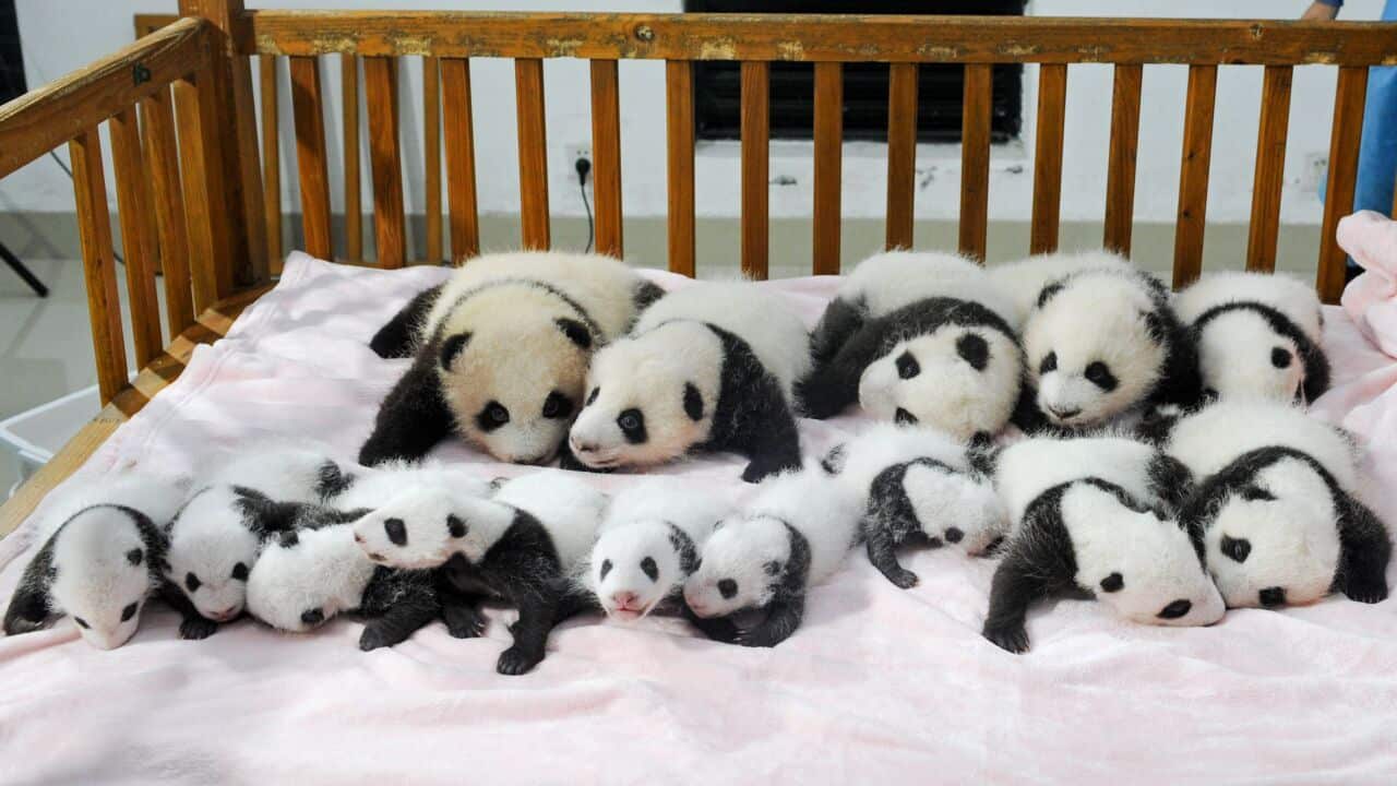 Panda cubs in China