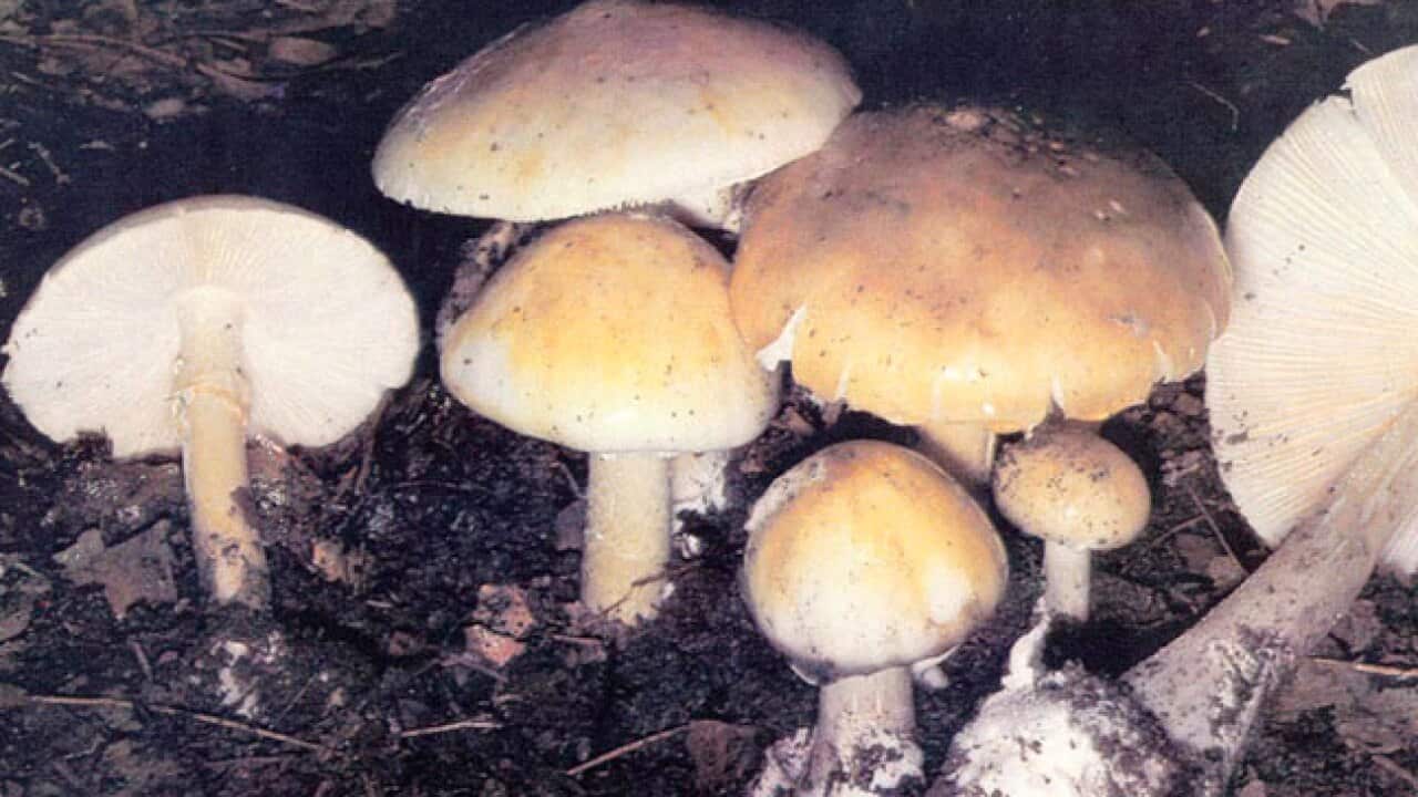 death_cap_mushroom_130205_aap_1441765677