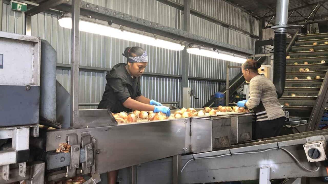 ni-Vanuatu workers sorting produce.