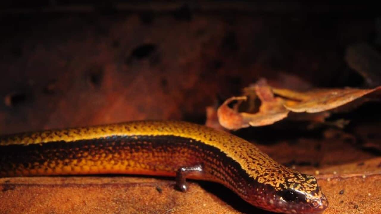 Image of a three-toed skink