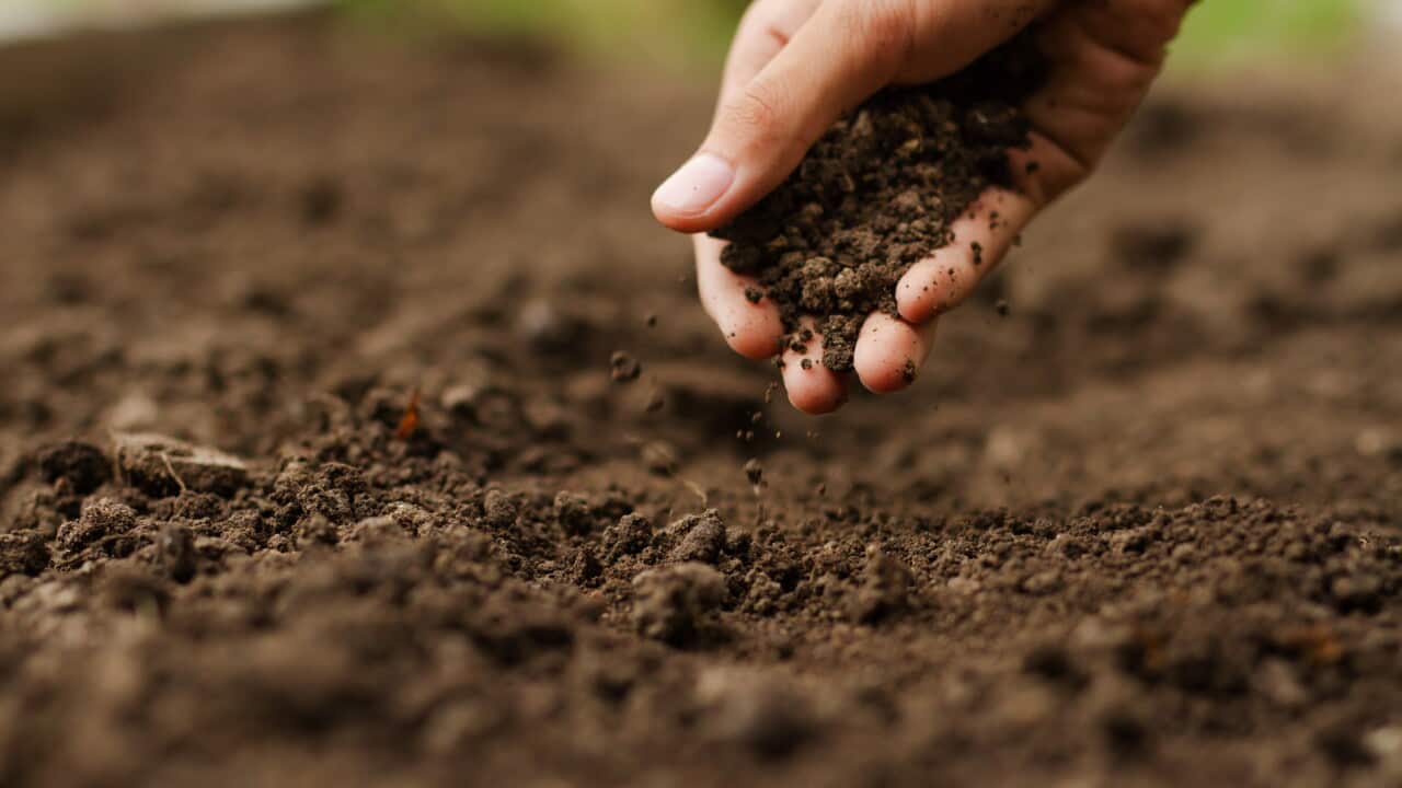 Hand checking soil on ground at vegetable garden