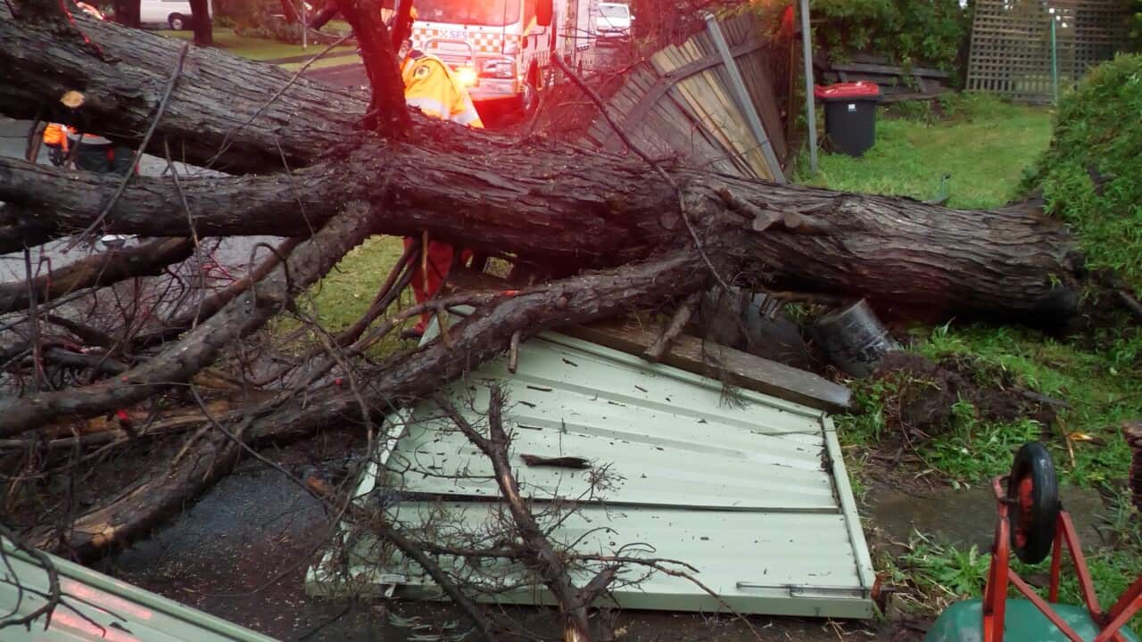 NSW STORMS
